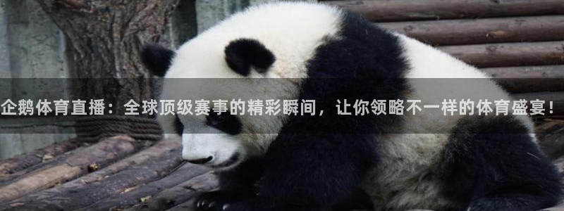 企鹅体育直播：全球顶级赛事的精彩瞬间，让你领略不一样的体育盛宴！