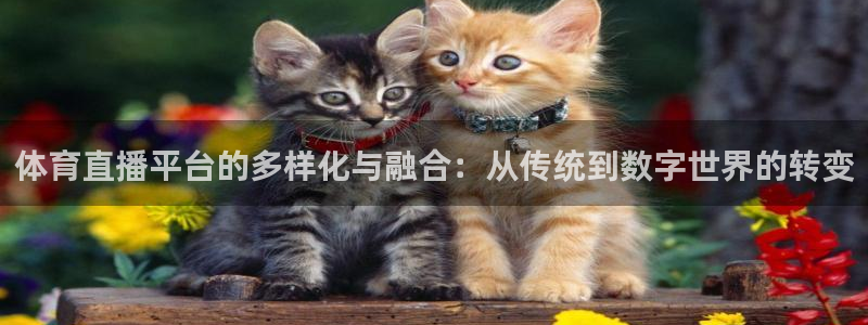 体育直播平台的多样化与融合：从传统到数字世界的转变